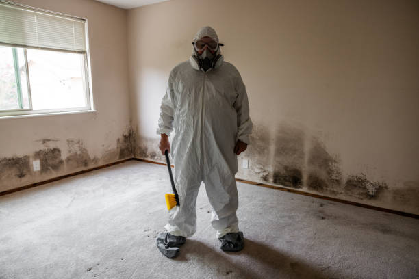 Mold Odor Removal Services in Avon, CO